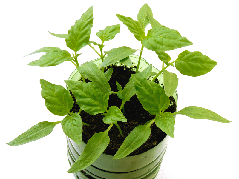 home Garden